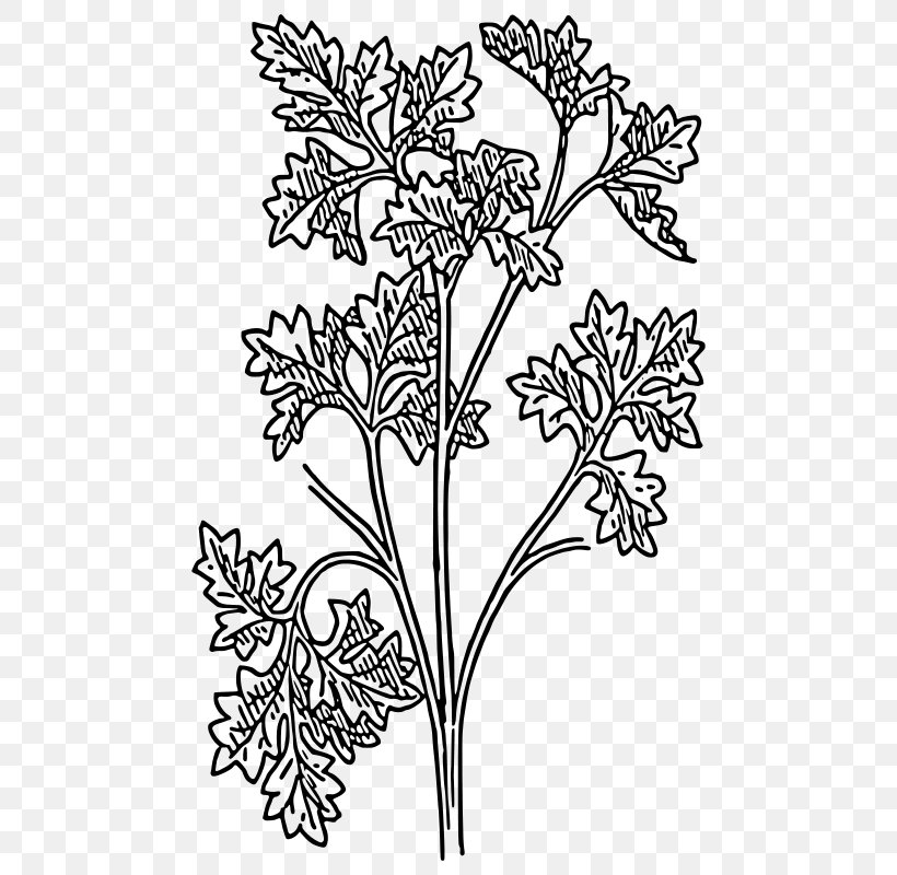Parsley Drawing Herb Clip Art, PNG, 496x800px, Parsley, Area, Art, Black And White, Botanical Illustration Download Free