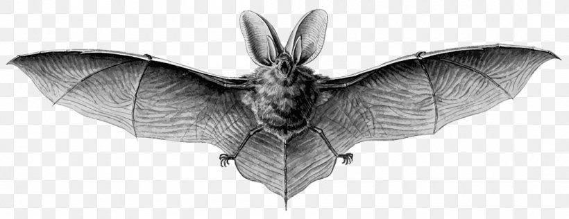 Brown Long-eared Bat Northern Long-eared Myotis Grey Long-eared Bat Lesser Long-eared Bat, PNG, 1100x424px, Bat, Black And White, Bombycidae, Brown Longeared Bat, Drawing Download Free