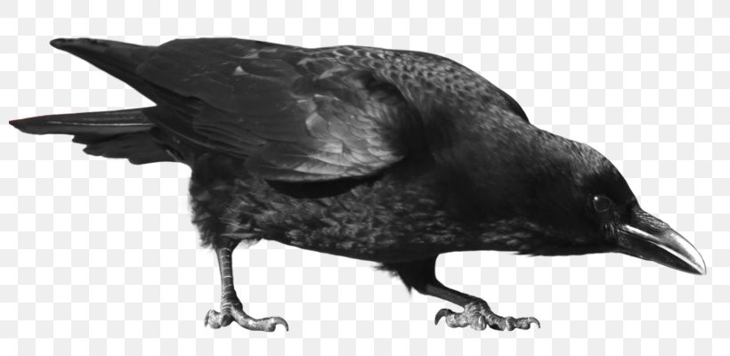 Crow Clip Art, PNG, 800x400px, Crow, American Crow, Beak, Bird, Black And White Download Free