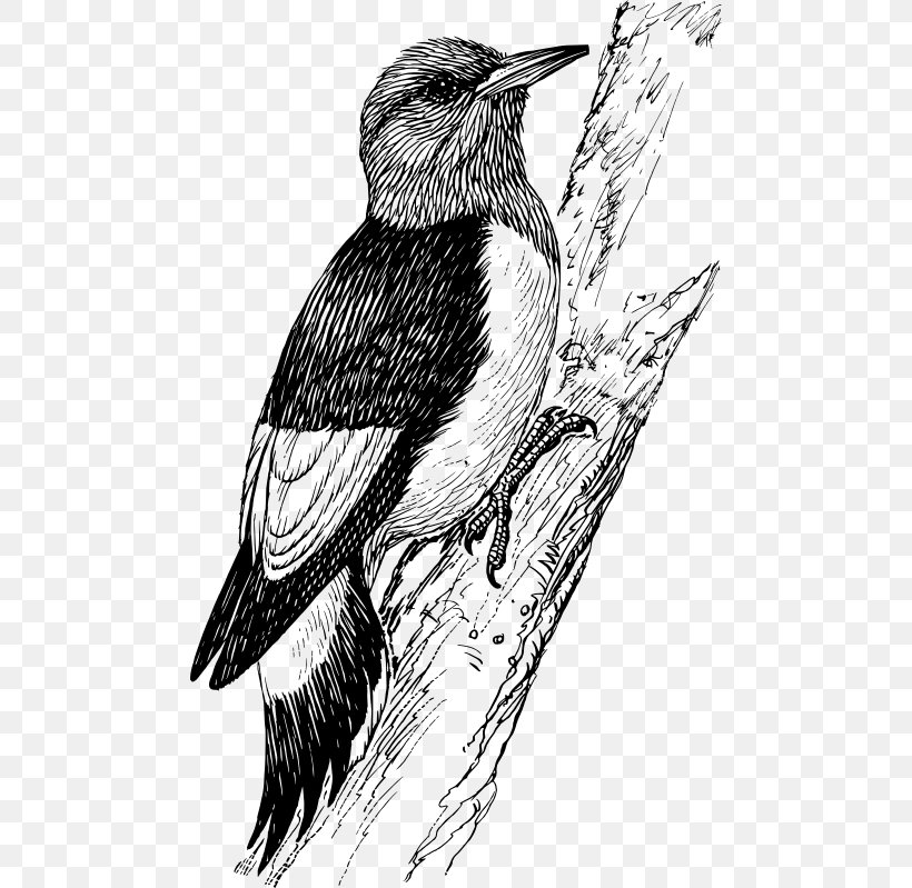 Downy Woodpecker Bird Penguin Clip Art, PNG, 478x799px, Woodpecker, Art, Artwork, Avian Veterinarian, Beak Download Free