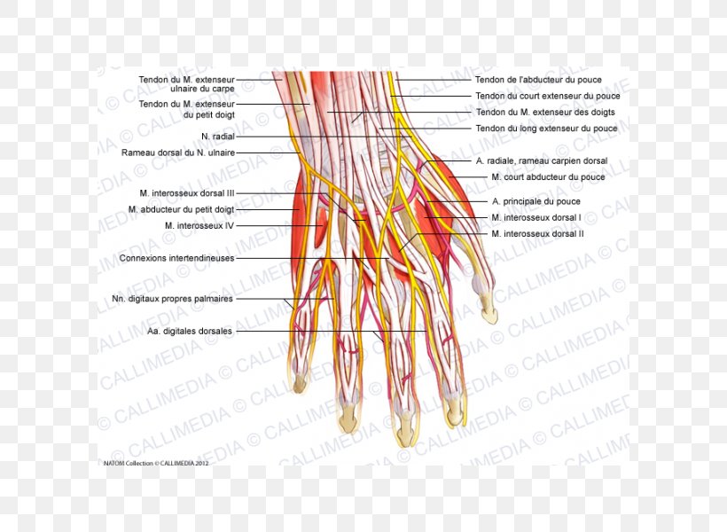 Finger Nerve Nervous System Human Anatomy Blood Vessel, PNG, 600x600px, Watercolor, Cartoon, Flower, Frame, Heart Download Free
