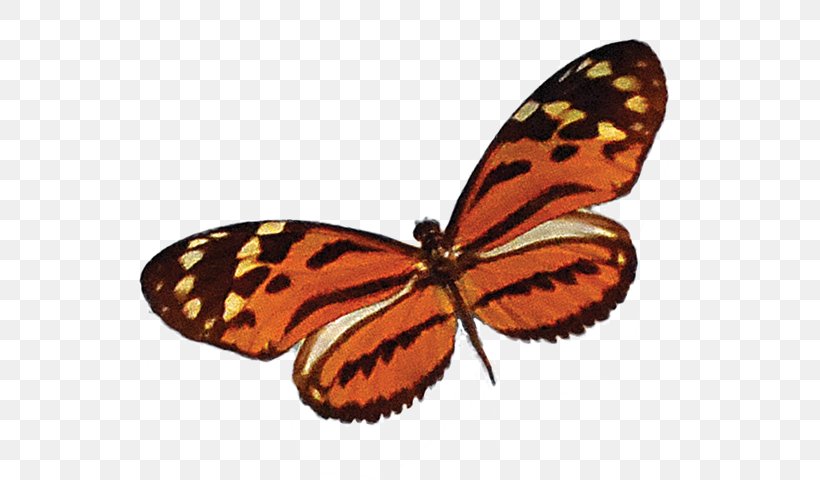 Monarch Butterfly Brush-footed Butterflies Pieridae Gossamer-winged Butterflies Moth, PNG, 628x480px, Monarch Butterfly, Arthropod, Brush Footed Butterfly, Brushfooted Butterflies, Butterflies Download Free