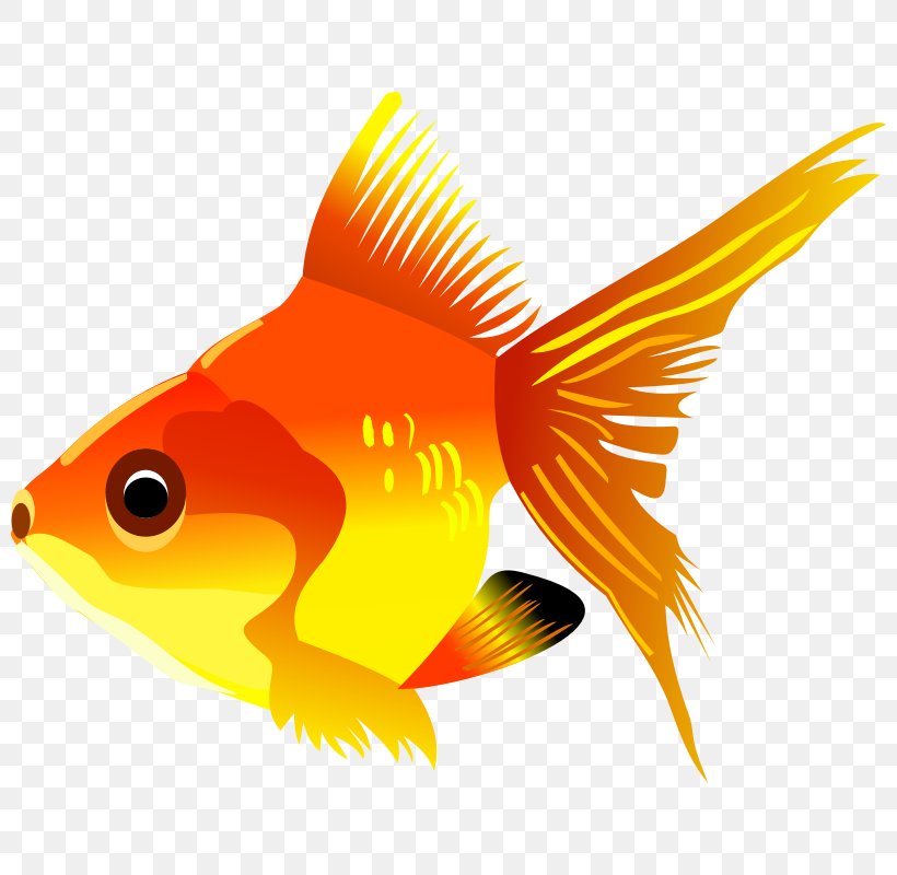 Carassius Auratus Fish Clip Art, PNG, 800x800px, Carassius Auratus, Bony Fish, Fauna, Fin, Fish Download Free