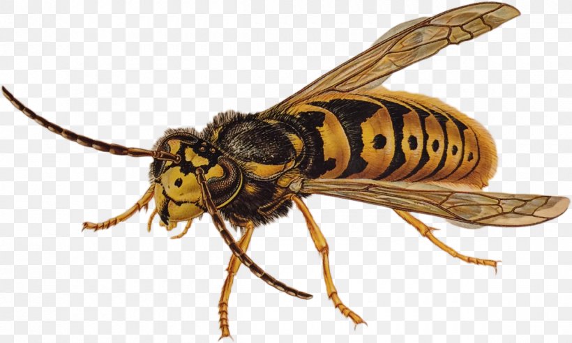 Characteristics Of Common Wasps And Bees Insect Pest Characteristics Of Common Wasps And Bees, PNG, 1200x720px, Bee, Arthropod, Baldfaced Hornet, Bee Sting, Carpenter Bee Download Free
