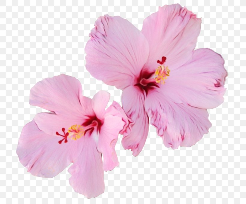 Cherry Blossom, PNG, 743x679px, Watercolor, Cherry Blossom, Flower, Flowering Plant, Hawaiian Hibiscus Download Free