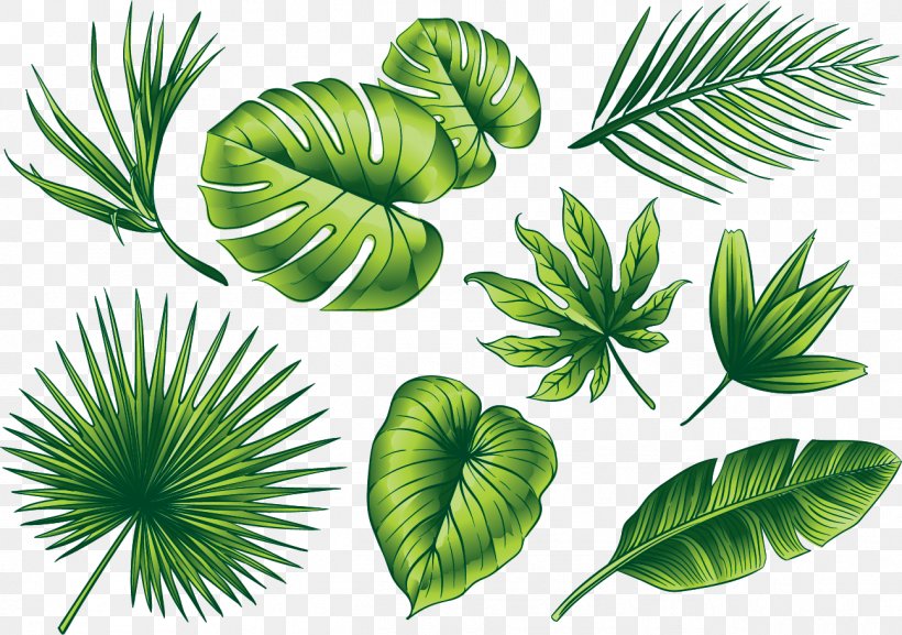 Euclidean Vector Leaf Illustration, PNG, 1296x912px, Leaf, Arecaceae, Arecales, Element, Grass Download Free