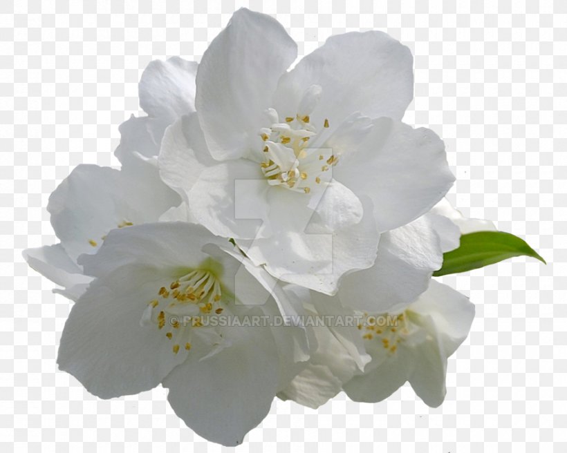 Flower Arabian Jasmine Desktop Wallpaper Clip Art, PNG, 900x720px, Flower, Arabian Jasmine, Blossom, Branch, Cherry Blossom Download Free