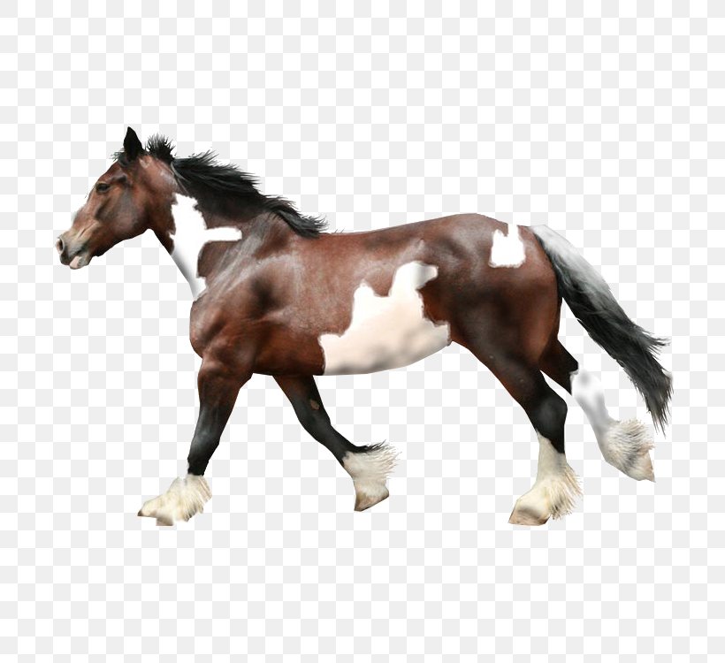 Horse Stallion, PNG, 750x750px, Horse, Bit, Bridle, Colt, Computer Network Download Free