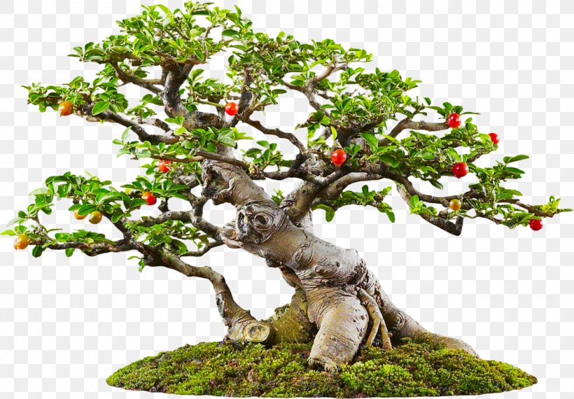 Yixing Sageretia Theezans Bonsai Tree, PNG, 1280x891px, Yixing, Bonsai, Branch, Flowerpot, Garden Download Free