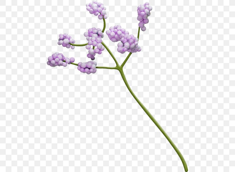Blue English Lavender, PNG, 493x600px, Blue, Color, Drawing, English Lavender, Flower Download Free