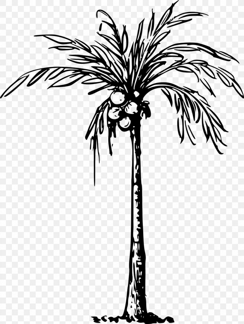 Coconut Arecaceae Drawing Clip Art, PNG, 963x1280px, Coconut, Arecaceae, Arecales, Black And White, Borassus Flabellifer Download Free