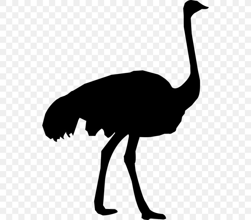 Common Ostrich Clip Art Silhouette Vector Graphics, PNG, 544x720px, Common Ostrich, Animal, Beak, Bird, Cranelike Bird Download Free