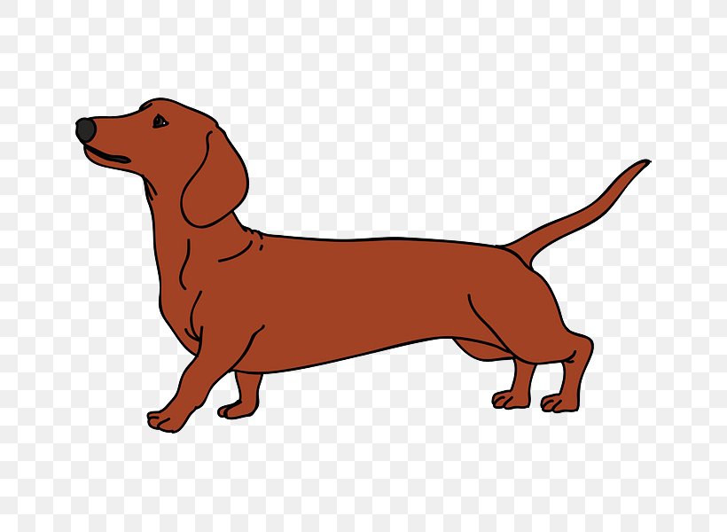 Dachshund Vector Graphics Dog Breed Puppy Illustration, PNG, 800x600px, Dachshund, Alpine Dachsbracke, Basset Fauve De Bretagne, Breed, Canidae Download Free
