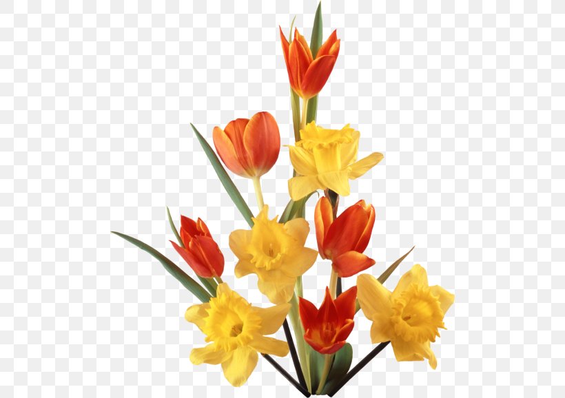 Daffodil Tulip Clip Art, PNG, 500x578px, Daffodil, Animaatio, Bud, Cut Flowers, Digital Image Download Free