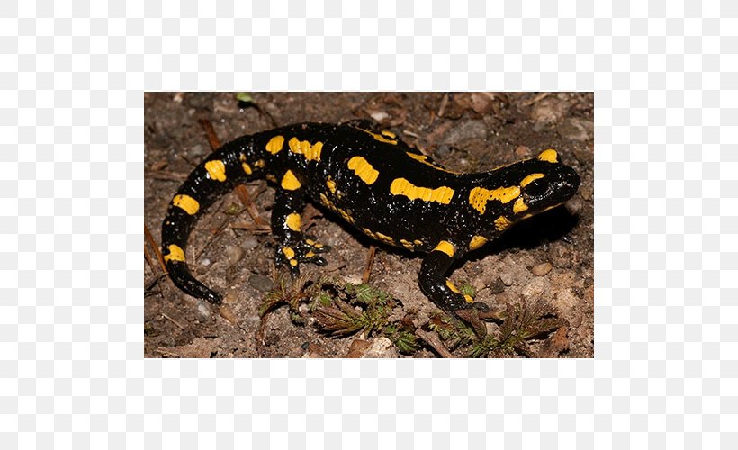 Fire Salamander Newt Spotted Salamander Europe, PNG, 500x500px, Fire Salamander, Ambystoma Maculatum, Amphibian, Animal, Europe Download Free