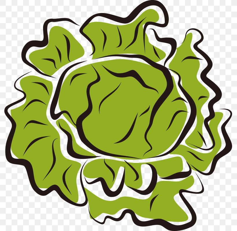 Iceberg Lettuce Vegetable Salad Clip Art, PNG, 800x800px, Iceberg Lettuce, Area, Artwork, Cabbage, Drawing Download Free