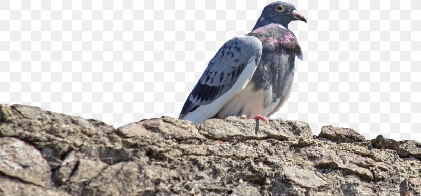Rock Dove Columbidae Bird Common Wood Pigeon Beak, PNG, 1600x749px, Rock Dove, Beak, Bird, Columbidae, Common Wood Pigeon Download Free