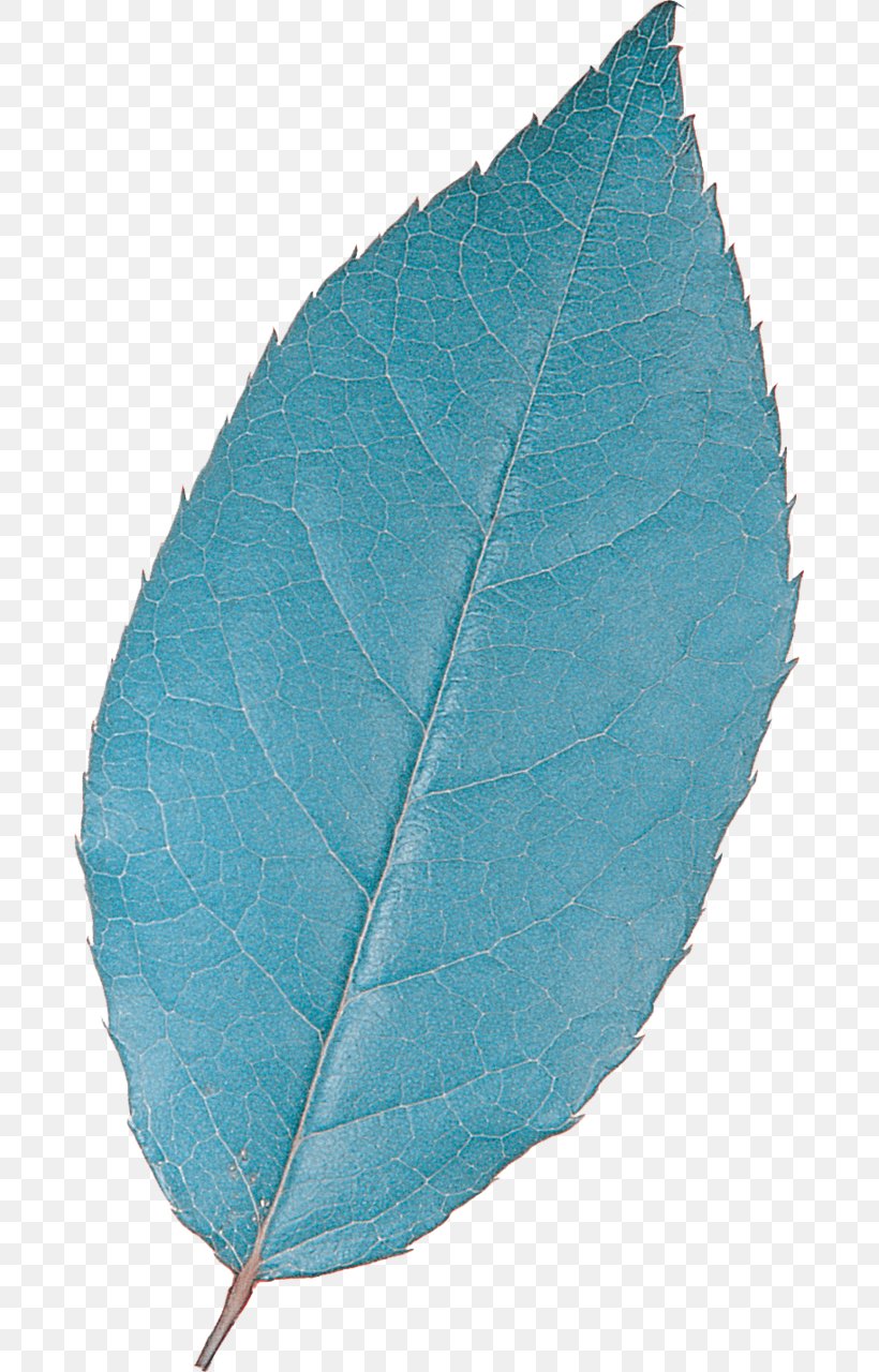 Turquoise Teal Leaf Plant Microsoft Azure, PNG, 681x1280px, Turquoise, Leaf, Microsoft Azure, Plant, Teal Download Free