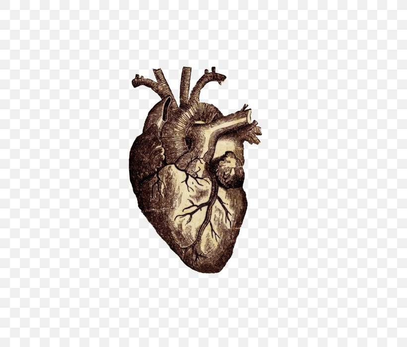 Vitruvian Man Heart Human Anatomy Human Body, PNG, 544x699px, Watercolor, Cartoon, Flower, Frame, Heart Download Free