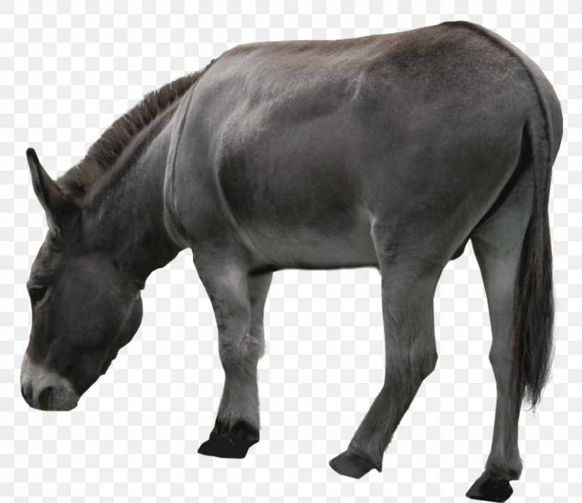 Donkey Aasi Mule, PNG, 850x735px, Donkey, Aasi, Hinny, Horse, Horse Like Mammal Download Free
