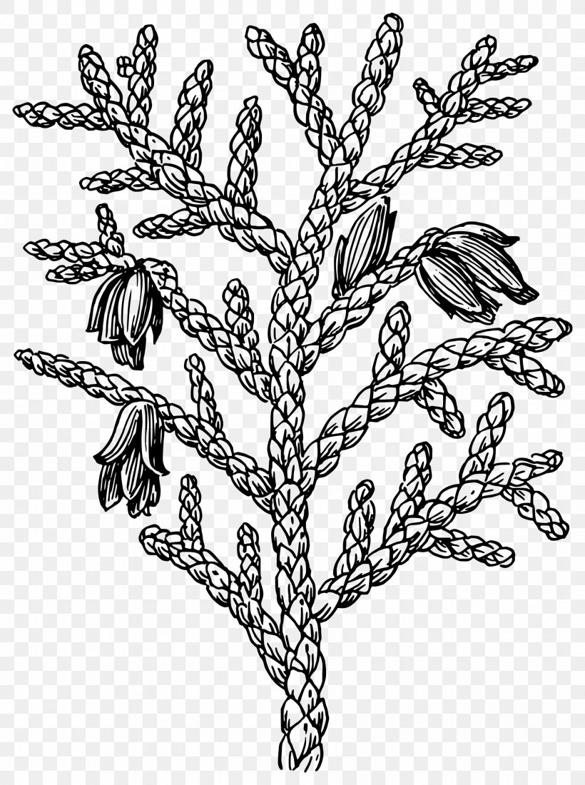 Drawing Line Art, PNG, 1789x2400px, Drawing, Black And White, Branch, Caricature, Cartoon Download Free