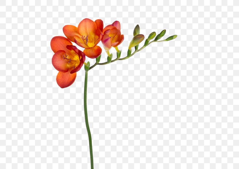 Floral Design Cut Flowers Freesia Flower Bouquet, PNG, 559x580px, Floral Design, Artificial Flower, Botany, Bud, Charlotte Flower Market Download Free