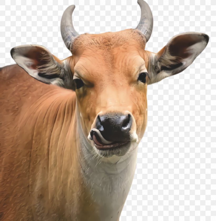 Horn Bovine Wildlife Snout Cow-goat Family, PNG, 1976x2024px, Horn, Bongo, Bovine, Cowgoat Family, Livestock Download Free
