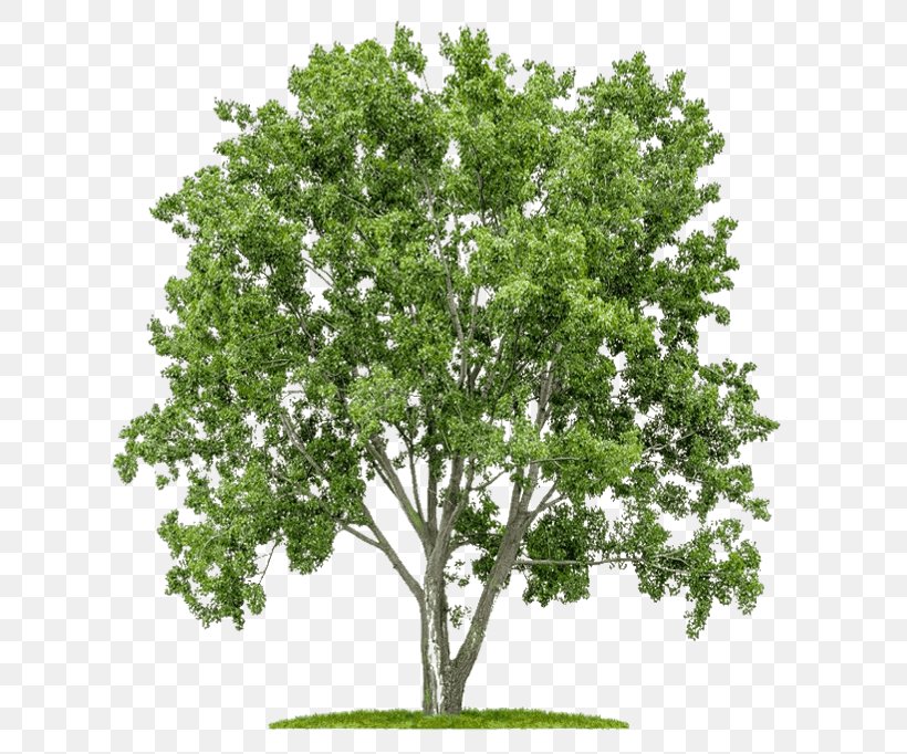 Oak Tree Silhouette, PNG, 656x682px, Tree, Branch, Crown, Drawing, Flower Download Free