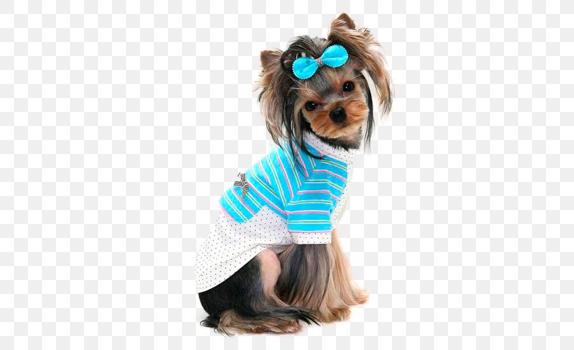 Yorkshire Terrier Pet Puppy Chihuahua, PNG, 500x500px, Yorkshire Terrier, Akhir Pekan, Carnivoran, Chihuahua, Companion Dog Download Free