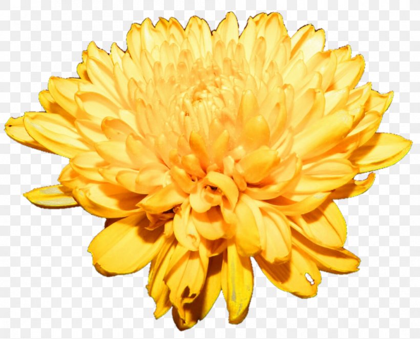 Chrysanthemum Flower Clip Art, PNG, 995x803px, Chrysanthemum, Chrysanths, Cut Flowers, Dahlia, Daisy Family Download Free