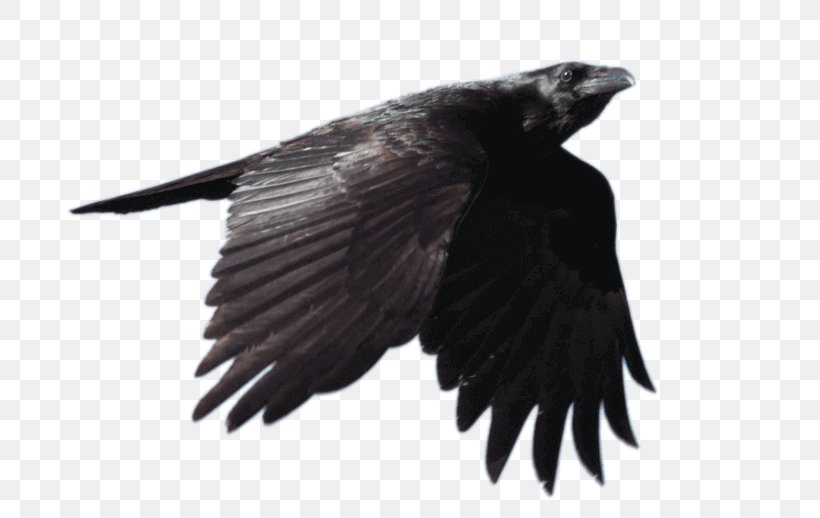 Common Raven Bird Clip Art Image, PNG, 800x518px, Common Raven, American Crow, Art, Beak, Bird Download Free