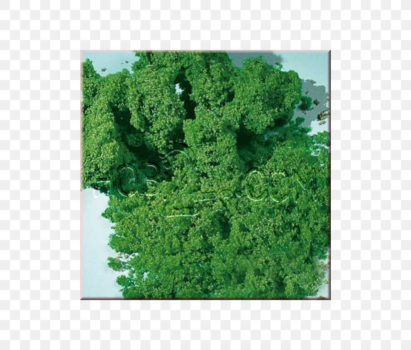 Green Verde Chiaro Auhagen Verde Muschio Milliliter, PNG, 700x700px, Green, Average, Biome, Foam, Grass Download Free