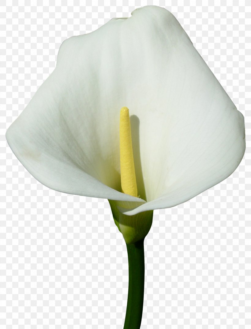 Arum-lily Flower Digital Image Clip Art, PNG, 1221x1600px, Arumlily, Alismatales, Art, Arum, Arum Lilies Download Free