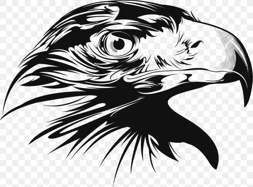 Bald Eagle Euclidean Vector Clip Art, PNG, 871x646px, Bald Eagle, Art, Beak, Bird, Bird Of Prey Download Free