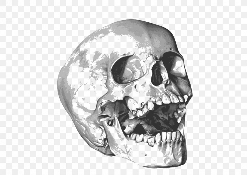 Calavera Skull Clip Art, PNG, 1131x800px, Calavera, Black And White, Bone, Head, Inkscape Download Free