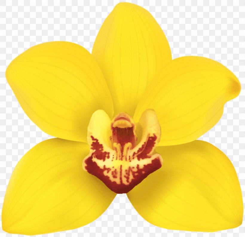 Clip Art Lady's-slipper Moth Orchids Portable Network Graphics Image, PNG, 850x824px, Ladysslipper, Black, Bulbophyllum, Cattleya, Cattleya Orchids Download Free