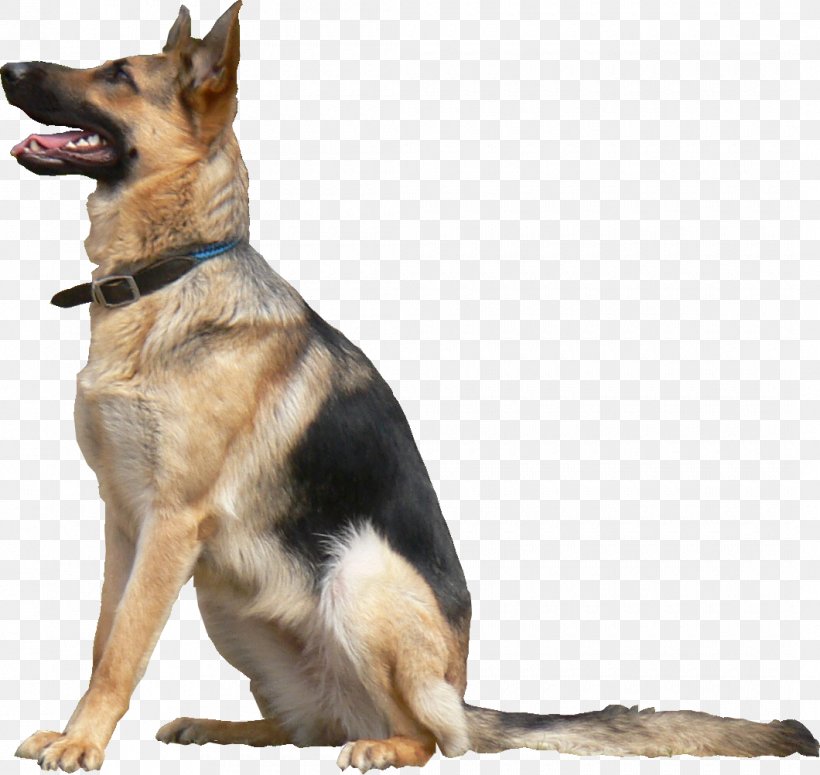 German Shepherd Dogo Argentino Kunming Wolfdog Animal Texture Mapping, PNG, 1060x1003px, 3d Computer Graphics, 3d Modeling, German Shepherd, Animal, Autodesk 3ds Max Download Free