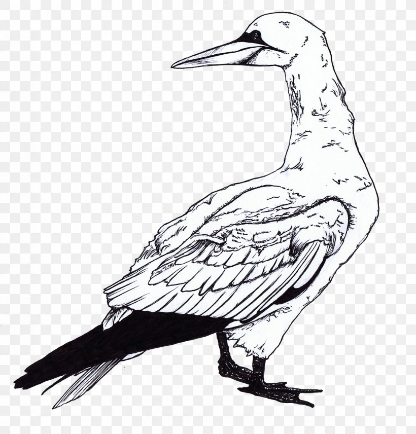 Gulls Bird Coloring Book Clip Art, PNG, 1531x1600px, Gulls, Art, Beak, Bird, Black And White Download Free