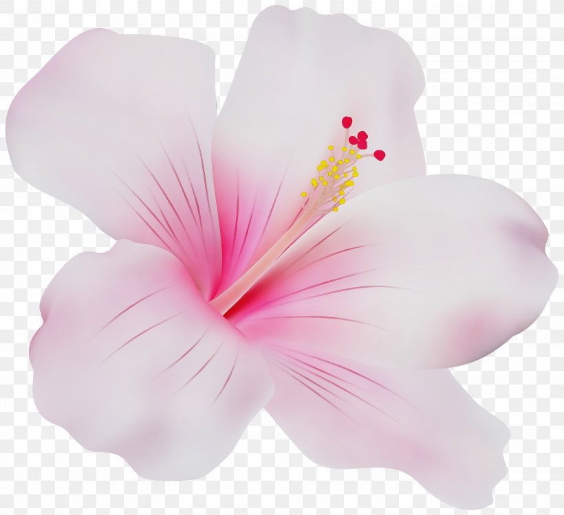 Hibiscus Pink Petal Hawaiian Hibiscus Flower, PNG, 3000x2745px, Watercolor, Chinese Hibiscus, Flower, Hawaiian Hibiscus, Hibiscus Download Free