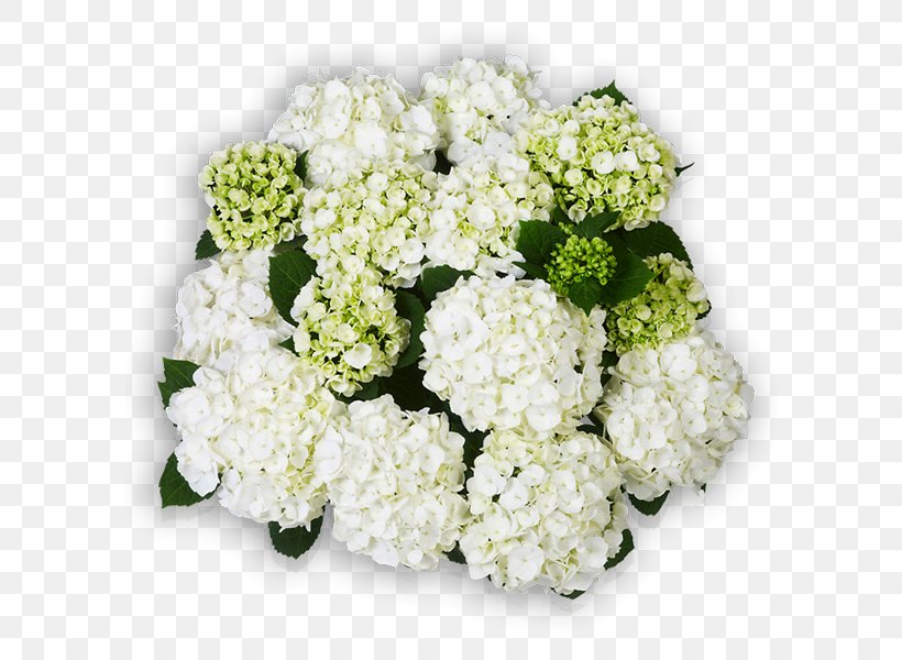 Hydrangea Floral Design Cut Flowers Flower Bouquet, PNG, 600x600px, Hydrangea, Annual Plant, Cornales, Cut Flowers, Floral Design Download Free
