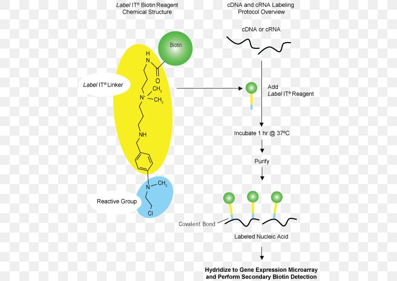 Nucleic Acid Hybridization Blot Fluorophore Křížení, PNG, 495x580px, Nucleic Acid Hybridization, Acid, Area, Blot, Buffer Solution Download Free
