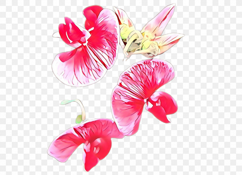 Petal Pink Flower Plant Sweet Pea, PNG, 2352x1699px, Petal, Anthurium, Cut Flowers, Flower, Hibiscus Download Free