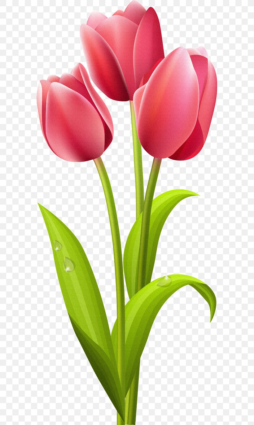 Tulip Flower Rose Clip Art, PNG, 583x1371px, Tulip, Art, Cut Flowers, Floral Design, Floristry Download Free