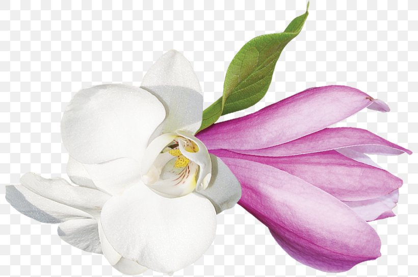 Cut Flowers Clip Art, PNG, 800x543px, Cut Flowers, Copyright, Flower, Flowering Plant, Magnolia Download Free
