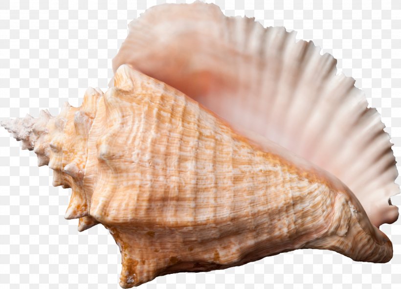 Lord Of The Flies Conch Seashell Wallpaper, PNG, 2139x1542px, Conch, Clam, Clams Oysters Mussels And Scallops, Cockle, Conch Soup Download Free