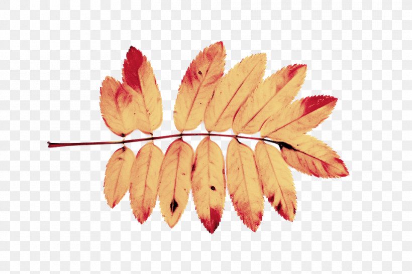 Orange, PNG, 960x640px, Leaf, Biology, Orange, Petal, Plant Download Free