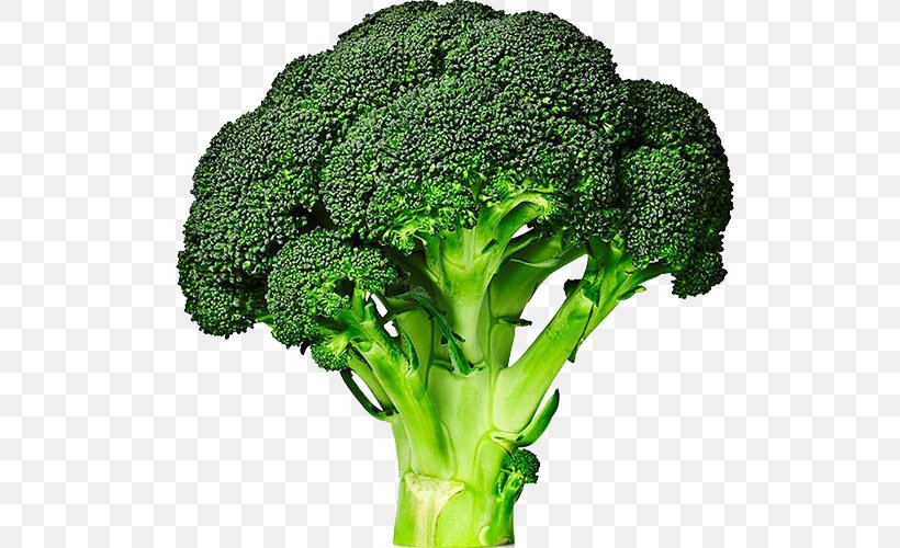 Broccolini Cabbage Vegetable Broccoli Sprouts, PNG, 540x500px, Broccoli, Brassica Oleracea, Broccoli Sprouts, Broccolini, Cabbage Download Free