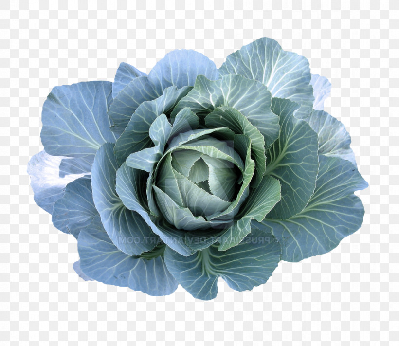 Leaf Vegetable Collard Spring Greens Vegetable Flower, PNG, 899x780px, Leaf Vegetable, Collard, Flower, Spring, Spring Greens Download Free