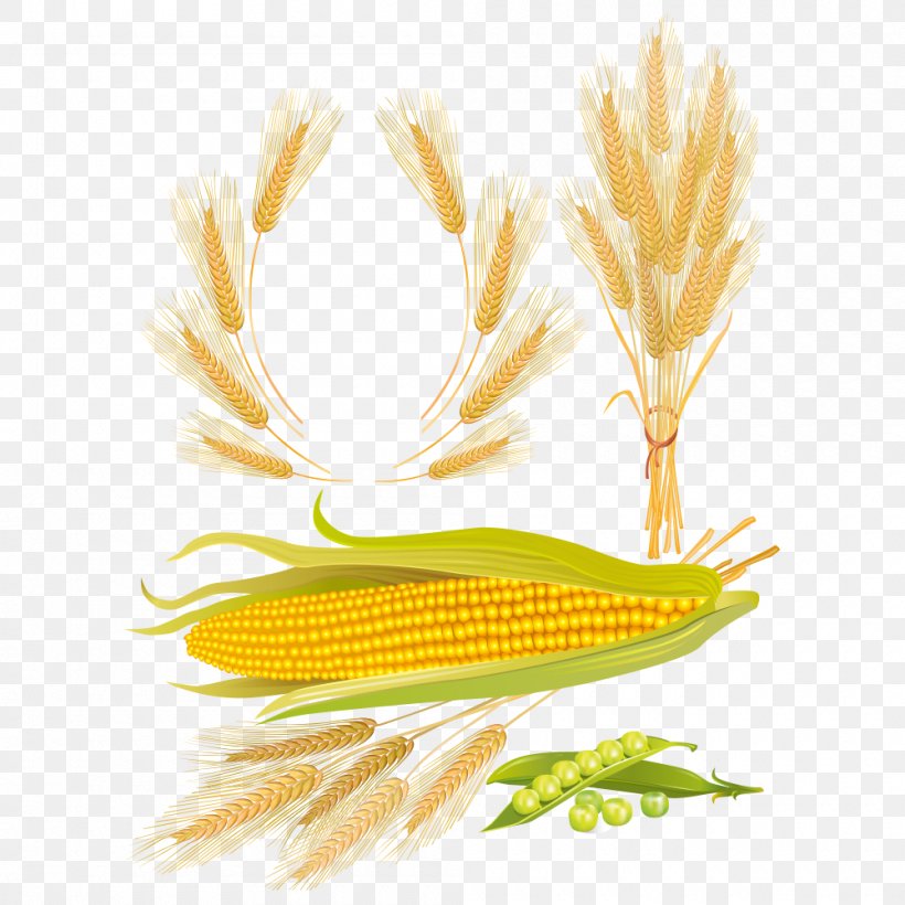 Maize Wheat Corn Kernel, PNG, 1000x1000px, Maize, Caryopsis, Commodity, Corn Kernel, Corn On The Cob Download Free
