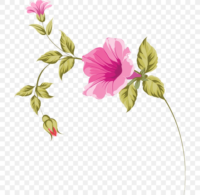 Mallows Design Illustration Rose Family, PNG, 701x800px, Mallows, Branch, Design M, Design M Group, Flora Download Free